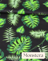 Monstera.png